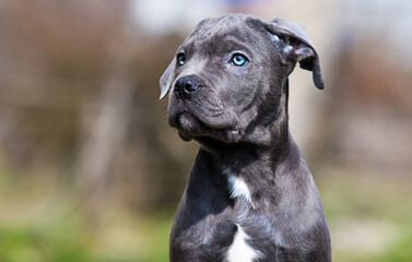portrait of a puppy cane corso