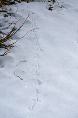 Fototapeta na wymiar the fresh tracks of a wood grouse male, tetrao urogallus, in the courtship on the forest floor