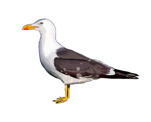 Seagull from a splash of watercolor, colored drawing, realistic. Vector illustration of paints