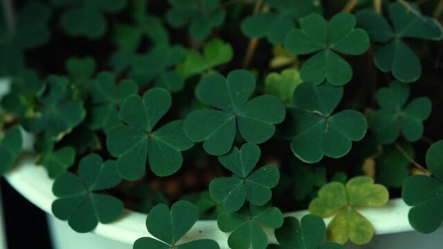 Clover Leaves for Green background with three-leaved shamrocks. st patrick's day background, holiday symbol, Spring concept. with three-leaved shamrocks.	