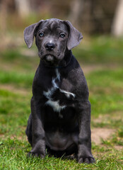 gray puppy cane corso sitting in the yard