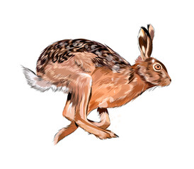 Hare, rabbit from a splash of watercolor, colored drawing, realistic. Vector illustration of paints © kapona