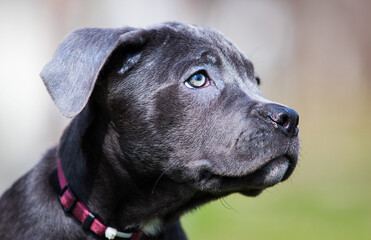 puppy face cane corso close up
