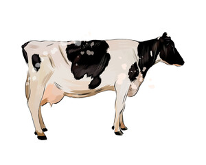 Black and white cow from a splash of watercolor, colored drawing, realistic. Vector illustration of paints