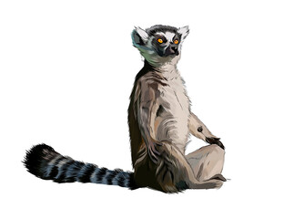 Lemur from a splash of watercolor, colored drawing, realistic. Vector illustration of paints © kapona