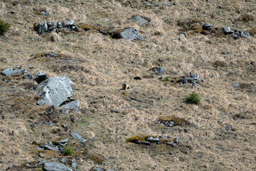 a marmot to his cave in the mountains 