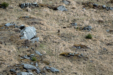 a marmot to his cave in the mountains 