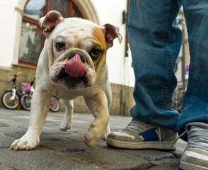 Englische Bulldogge