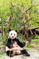 Obraz premium panda 1