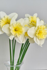 Daffodils. White and yellow narcissus bouquet. Countryside nature.