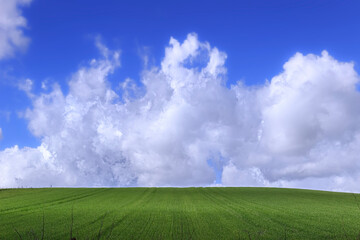 Fototapeta na wymiar Clouds on blue sky above tufts of grass.