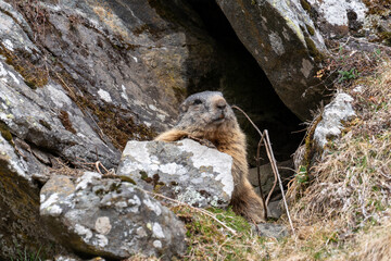 a marmot to his cave in the mountains 