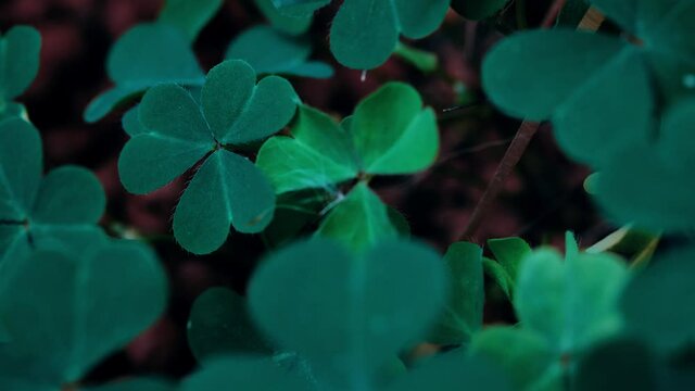Clover Leaves for Green background with three-leaved shamrocks. st patrick's day background, holiday symbol, Spring concept. with three-leaved shamrocks.	