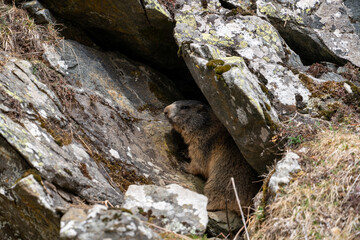 a marmot to his cave in the mountains 