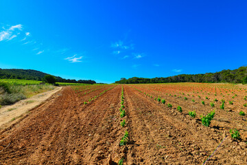 des champs de vigne pour le raisin et le vin de l'Ile de Porquerolles en mediterranée au large de Hyeres en France
