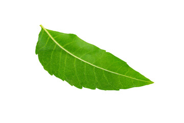 Fototapeta na wymiar Green leaves on isolate Background.