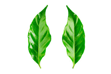 Green leaves on isolate Background.