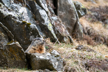a marmot to his cave in the mountains 