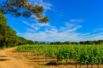 Fototapeta na wymiar des champs de vigne pour le raisin et le vin de l'Ile de Porquerolles en mediterranée au large de Hyeres en France 