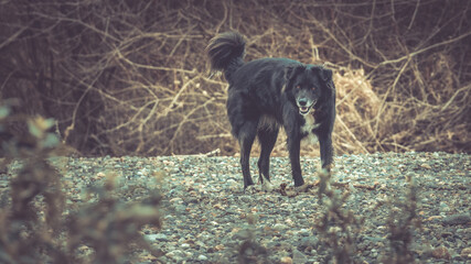 border collie branchage