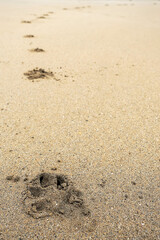 Fototapeta na wymiar Animal foot print on a sandy surface. Dog track on a yellow sandy beach surface