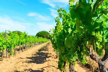 Fototapeta na wymiar des champs de vigne pour le raisin et le vin de l'Ile de Porquerolles en mediterranée au large de Hyeres en France 