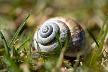 a snail house on the floor in the garden