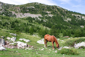 Air des p&acirc;turages 