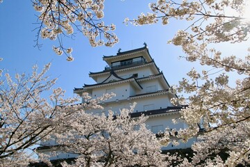 春の鶴ヶ城（福島県・会津若松市）