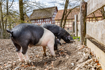 the pig, also known as the Angler Sattelschwein enjoys the mud