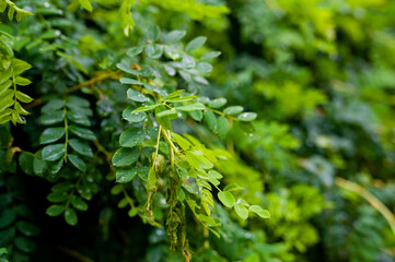 The closeup nature view of green leaf and drops.