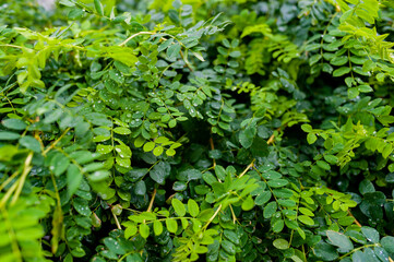 The closeup nature view of green leaf and drops.