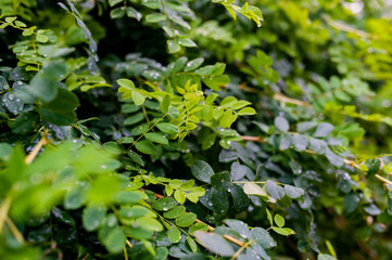 The closeup nature view of green leaf and drops.