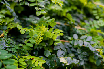 The closeup nature view of green leaf and drops.