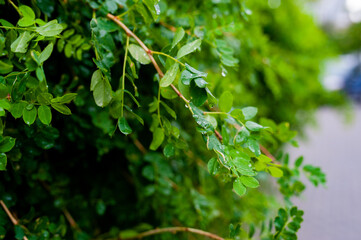 The closeup nature view of green leaf and drops.