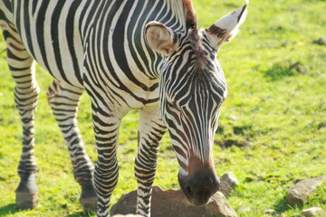 Impressive zebra in its enclosure