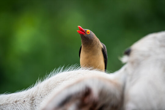 Red-billed Oxpecker feeding on parasites on an Nguni cow