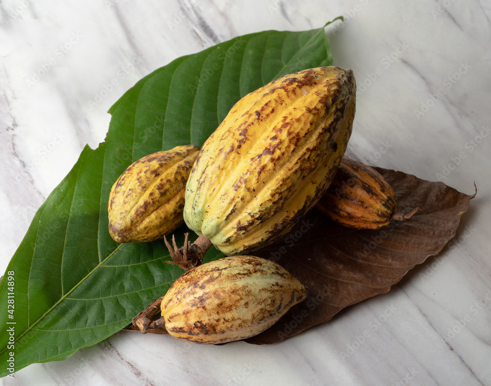 Wall mural Cocoa Beans and Cocoa Fruits on Cocoa Tree'sLeaf