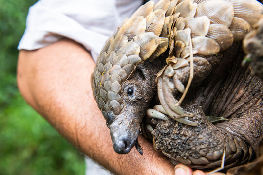 Ground Pangolin rescued from the illegal wildlife trade