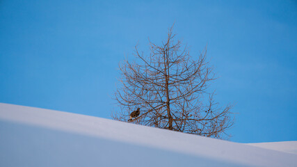 a black grouse perching in a larch tree in the courtship on spring morning