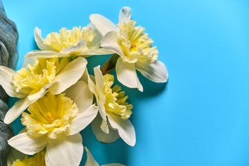Obraz na płótnie Canvas Set of beautiful white and yellow daffodils lie on blue background. Flat