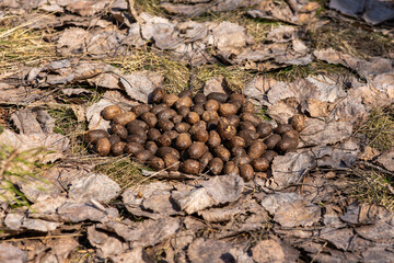 Roe deer droppings on last year's foliage in a sunny forest in early spring.