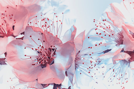Apricot flowers on a turquoise background, color illumination. Macro. Studio.