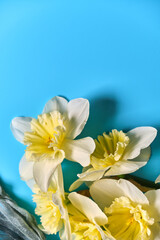 Set of beautiful white and yellow daffodils lie on blue background. Flat