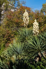 Blooming Yucca gloriosa in landscaped public park near Winter Theater in resort town of Sochi. Close-up of gorgeous white inflorescences. Nature concept for design.