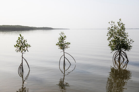 Mangroves growing in the River Gambia