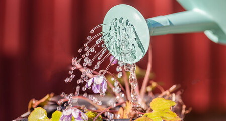 Watering time of your garden during early summer, here a blue anemone is watered © Gerhard Pettersson