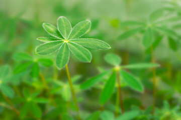 green seedlings of lupine flowers grown from seeds at home 