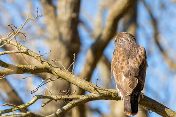 Buzzard in the forest. Sitting on a branch of a deciduous tree in winter. Wildlife Bird of Prey,. Detailed feathers in close up. Blue sky behind the trees. Wildlife scene from nature, seen from behind