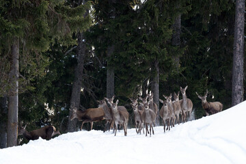 a herd of red deers in winter on the mountains